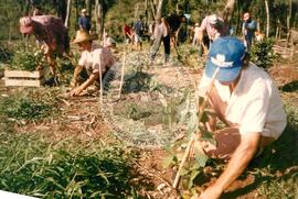 Reflorestamento Fazenda Dissenha (Abelardo Luz-SC, [sem data]) [fotografia] / Fotógrafo(a) : [sem autoria]. -- Ref.: BR-SPMST_MST-SN-CIN_AMP_001992-015223-PDU.