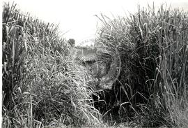 Grupo Projeto Liberdade-Despejo Fazenda Pandeny (São Paulo (Estado), [sem data]) [fotografia] / Fotógrafo(a) : Douglas Mansur. -- Ref.: BR-SPMST_MST-SN-CIN_AMP_001791-012958-VPP.