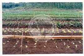 Assentamento "30 de outubro" do MST (Santa Catarina, [sem data]) [fotografia] / Fotógrafo(a) : Douglas Mansur. -- Ref.: BR-SPMST_MST-SN-CIN_AMP_000199-001432-ASS.