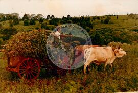 Assentamento do MST [sem identicação] (Dionísio Cerqueira-SC, set. 1995) [fotografia] / Fotógrafo(a) : Débora Lerrer. -- Ref.: BR-SPMST_MST-SN-CIN_AMP_000195-001404-ASS.