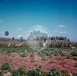 Assentamento "Logradouro" do MST (Canindé-CE, [sem data]) [fotografia] / Fotógrafo(a) : Arquivo MST. -- Ref.: BR-SPMST_MST-SN-CIN_AMP_000319-001555-ASS.