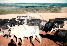Assentamento "Fazenda Novo Holandês" do MST (Rio Grande do Sul, [sem data]) [fotografia] / Fotógrafo(a) : Bernado ; Nelsinho ; Volnei. -- Ref.: BR-SPMST_MST-SN-CIN_AMP_000182-001291-ASS.