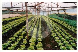 Assentamento "30 de outubro" do MST (Santa Catarina, [sem data]) [fotografia] / Fotógrafo(a) : Douglas Mansur. -- Ref.: BR-SPMST_MST-SN-CIN_AMP_000199-001442-ASS.