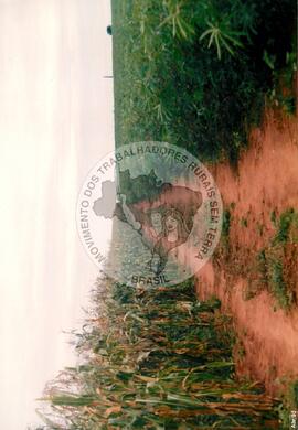 Assentamento "Fazenda Santa Clara" do MST (Pontal de Parapanema-SP, 1997) [fotografia] / Fotógrafo(a) : Douglas Mansur. -- Ref.: BR-SPMST_MST-SN-CIN_AMP_000348-001660-ASS.