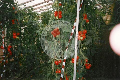 Original Digitaal object not accessible