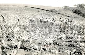 Mutirão Assentamento "CEMAPA" do MST (Rio Grande do Sul, 1982) [fotografia] / Fotógrafo(a) : Arquivo MST. -- Ref.: BR-SPMST_MST-SN-CIN_AMP_000173-001240-ASS.