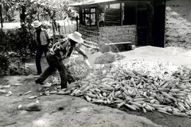 Cooperativa "Quita Sueno" (Honduras, [sem data]) [fotografia] / Fotógrafo(a) : Mara. -- Ref.: BR-SPMST_MST-SN-CIN_AMP_001107-009160-RIT.