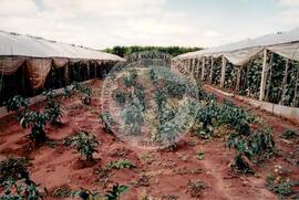 Assentamento "Fazenda Santa Clara" do MST (Teodoro Sampaio-SP, [sem data]) [fotografia] / Fotógrafo(a) : Douglas Mansur. -- Ref.: BR-SPMST_MST-SN-CIN_AMP_000351-001687-ASS.