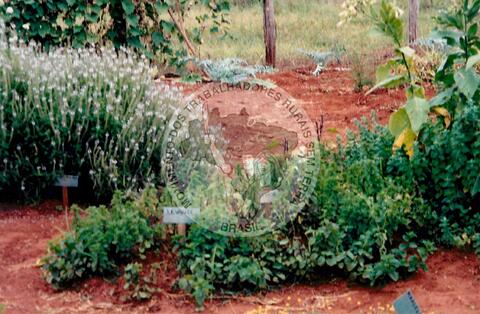 Original Digitaal object not accessible