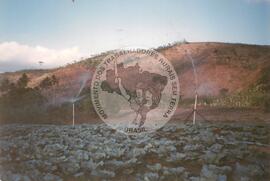 Assentamento "Serra dos Quilombos" do MST (Bonito-PE, [sem data]) [fotografia] / Fotógrafo(a) : Arquivo MST. -- Ref.: BR-SPMST_MST-SN-CIN_AMP_000339-001621-ASS.