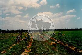 Curso de Agricultura Sustentável (Cuba, 1997) [fotografia] / Fotógrafo(a) : Arquivo MST. -- Ref.: BR-SPMST_MST-SN-CIN_AMP_001040-008289-RIT.