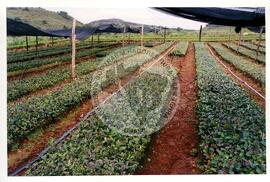 Assentamento "30 de outubro" do MST (Santa Catarina, [sem data]) [fotografia] / Fotógrafo(a) : Douglas Mansur. -- Ref.: BR-SPMST_MST-SN-CIN_AMP_000199-001434-ASS.