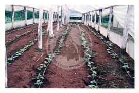 Cooperativa COAGRI (Cantagalo-PR, [sem data]) [fotografia] / Fotógrafo(a) : Arquivo MST. -- Ref.: BR-SPMST_MST-SN-CIN_AMP_001970-015096-PDU.