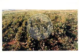 Cooperativa COAGRI (Cantagalo-PR, [sem data]) [fotografia] / Fotógrafo(a) : Arquivo MST. -- Ref.: BR-SPMST_MST-SN-CIN_AMP_001970-015087-PDU.