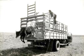 Ocupação em Santo Ângelo (Santo Ângelo-RS, 25 jul. 1988) [fotografia] / Fotógrafo(a) : Douglas Mansur. -- Ref.: BR-SPMST_MST-SN-CIN_AMP_001826-013895-OCU.