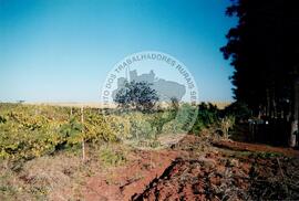 Assentamento "Ribeirão Bonito"do MST (Rio Grande do Sul, [sem data]) [fotografia] / Fotógrafo(a) : Arquivo MST. -- Ref.: BR-SPMST_MST-SN-CIN_AMP_000186-001320-ASS.