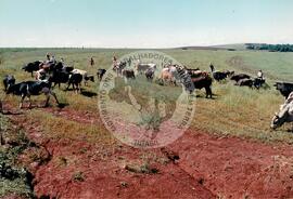 Assentamento "Fazenda Annoni" do MST (Júlio de Castilho-RS, Sarandi-RS, 1987 a 1993) [fotografia] / Fotógrafo(a) : Antonio C. Argemi ; Arquivo MST. -- Ref.: BR-SPMST_MST-SN-CIN_AMP_000175-001253-ASS.