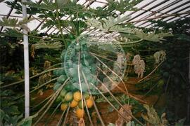 Viagem de Luiz Roberto para Espanha (Ilhas Canárias (Espanha), 31 jan. 2001) [fotografia] / Fotógrafo(a) : Arquivo MST. -- Ref.: BR-SPMST_MST-SN-CIN_AMP_001119-009262-RIT.