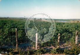 Assentamento do MST [sem identificação] (São Mateus-ES, set. 1990) [fotografia] / Fotógrafo(a) : Ana Justo. -- Ref.: BR-SPMST_MST-SN-CIN_AMP_000329-001583-ASS.