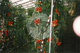 Viagem de Luiz Roberto para Espanha (Ilhas Canárias (Espanha), 31 jan. 2001) [fotografia] / Fotógrafo(a) : Arquivo MST. -- Ref.: BR-SPMST_MST-SN-CIN_AMP_001119-009261-RIT.