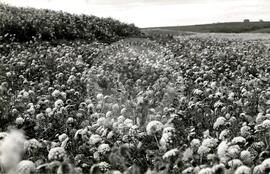 Assentamento "Conquista da Fronteira do MST (Hulha Negra-RS, nov. 1993) [fotografia] / Fotógrafo(a) : Milton Pomar. -- Ref.: BR-SPMST_MST-SN-CIN_AMP_000178-001278-ASS.