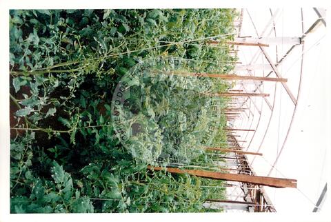 Original Document numérique not accessible