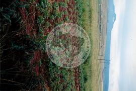 Assentamento "Ribeirão Bonito"do MST (Rio Grande do Sul, [sem data]) [fotografia] / Fotógrafo(a) : Arquivo MST. -- Ref.: BR-SPMST_MST-SN-CIN_AMP_000186-001314-ASS.