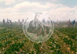 Produção de feijão (Paraná, [sem data]) [fotografia] / Fotógrafo(a) : Moacir Erther. -- Ref.: BR-SPMST_MST-SN-CIN_AMP_001995-015229-PDU.