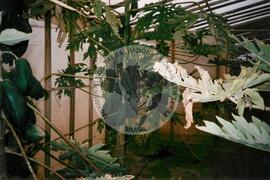 Viagem de Luiz Roberto para Espanha (Ilhas Canárias (Espanha), 31 jan. 2001) [fotografia] / Fotógrafo(a) : Arquivo MST. -- Ref.: BR-SPMST_MST-SN-CIN_AMP_001119-009264-RIT.