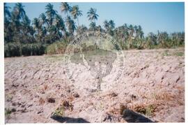 Intercâmbio com a UNAC (Moçambique, ago. 2000) [fotografia] / Fotógrafo(a) : Arquivo MST. -- Ref.: BR-SPMST_MST-SN-CIN_AMP_001092-008848-RIT.