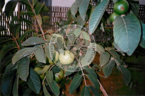 Original Objeto digital not accessible