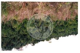 Assentamento "30 de outubro" do MST (Santa Catarina, [sem data]) [fotografia] / Fotógrafo(a) : Douglas Mansur. -- Ref.: BR-SPMST_MST-SN-CIN_AMP_000199-001471-ASS.