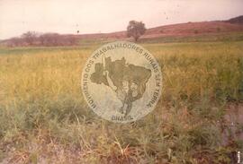 Ocupação da Fazenda Lisboa (São João do Piauí-PI, [sem data]) [fotografia] / Fotógrafo(a) : Elias. -- Ref.: BR-SPMST_MST-SN-CIN_AMP_001849-014087-OCU.