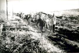 Ocupação Rincão do Bicho (Cantagalo-PR, nov. 1987) [fotografia] / Fotógrafo(a) : Gilmar Dolla Vechia. -- Ref.: BR-SPMST_MST-SN-CIN_AMP_001892-014211-OCU.