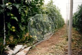 Viagem de Luiz Roberto para Espanha (Ilhas Canárias (Espanha), 31 jan. 2001) [fotografia] / Fotógrafo(a) : Arquivo MST. -- Ref.: BR-SPMST_MST-SN-CIN_AMP_001119-009240-RIT.