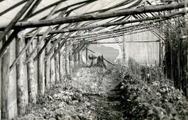 Assentamento do MST [sem identificação] (Rio Grande do Norte, nov. 1993) [fotografia] / Fotógrafo(a) : Milton Pomar. -- Ref.: BR-SPMST_MST-SN-CIN_AMP_000341-001631-ASS.