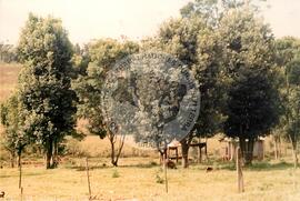 Assentamento "Ervateiros" do MST (Ervateiros-SC, [sem data]) [fotografia] / Fotógrafo(a) : Arquivo MST. -- Ref.: BR-SPMST_MST-SN-CIN_AMP_000201-001495-ASS.