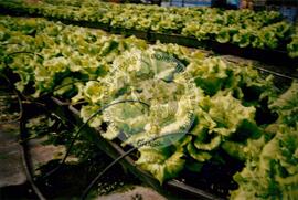 Viagem de Luiz Roberto para Espanha (Ilhas Canárias (Espanha), 31 jan. 2001) [fotografia] / Fotógrafo(a) : Arquivo MST. -- Ref.: BR-SPMST_MST-SN-CIN_AMP_001119-009243-RIT.