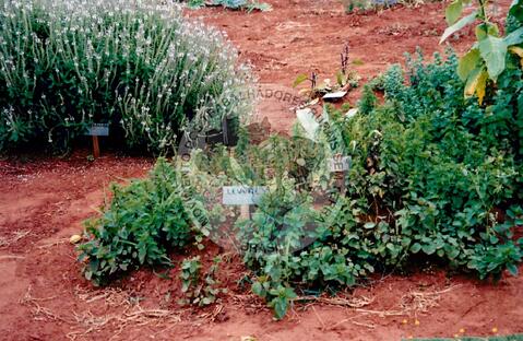 Original Digitaal object not accessible