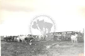 Assentamento "Nossa Senhora do Rosário" do MST (Corte Grande-SP, [sem data]) [fotografia] / Fotógrafo(a) : Arquivo MST. -- Ref.: BR-SPMST_MST-SN-CIN_AMP_000352-001694-ASS.