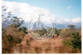 Intercâmbio com a UNAC (Moçambique, ago. 2000) [fotografia] / Fotógrafo(a) : Arquivo MST. -- Ref.: BR-SPMST_MST-SN-CIN_AMP_001092-008828-RIT.