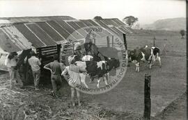 Produção São Miguel d'Oeste (Santa Catarina, [sem data]) [fotografia] / Fotógrafo(a) : Dirceu Vieira. -- Ref.: BR-SPMST_MST-SN-CIN_AMP_001990-015220-PDU.