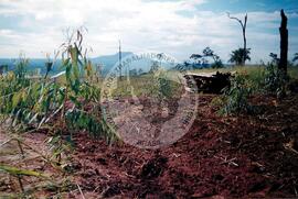 Assentamento "Ribeirão Bonito"do MST (Rio Grande do Sul, [sem data]) [fotografia] / Fotógrafo(a) : Arquivo MST. -- Ref.: BR-SPMST_MST-SN-CIN_AMP_000186-001310-ASS.