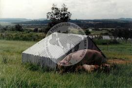 COPAC (Rio Grande do Sul, 1993) [fotografia] / Fotógrafo(a) : Claudemir Bittencourt. -- Ref.: BR-SPMST_MST-SN-CIN_AMP_001974-015148-PDU.