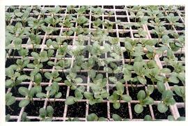 Produção no assentamento (Miscêlenia-SP, [sem data]) [fotografia] / Fotógrafo(a) : Douglas Mansur. -- Ref.: BR-SPMST_MST-SN-CIN_AMP_001972-015136-PDU.