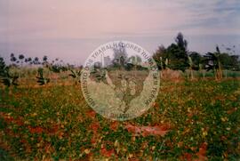 Curso de Agricultura Sustentável (Cuba, 1997) [fotografia] / Fotógrafo(a) : Arquivo MST. -- Ref.: BR-SPMST_MST-SN-CIN_AMP_001040-008273-RIT.