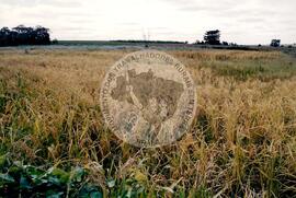 Assentamento "Fazenda Santa Clara" do MST (Teodoro Sampaio-SP, [sem data]) [fotografia] / Fotógrafo(a) : Douglas Mansur. -- Ref.: BR-SPMST_MST-SN-CIN_AMP_000351-001691-ASS.