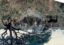 Produção em assentamento (Sergipe, [sem data]) [fotografia] / Fotógrafo(a) : Arquivo MST. -- Ref.: BR-SPMST_MST-SN-CIN_AMP_001976-015159-PDU.