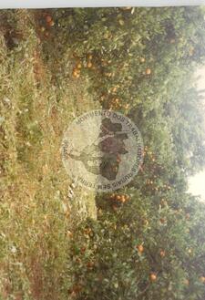 Original Digitaal object not accessible