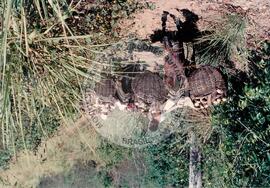 Produção em assentamento (Sergipe, [sem data]) [fotografia] / Fotógrafo(a) : Arquivo MST. -- Ref.: BR-SPMST_MST-SN-CIN_AMP_001976-015164-PDU.